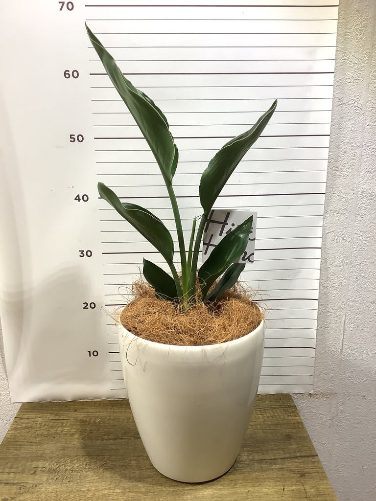 観葉植物 ストレリチア (ストレチア) レギネ 6号 ラスターポット 付き | 観葉植物ならHitoHana(ひとはな)