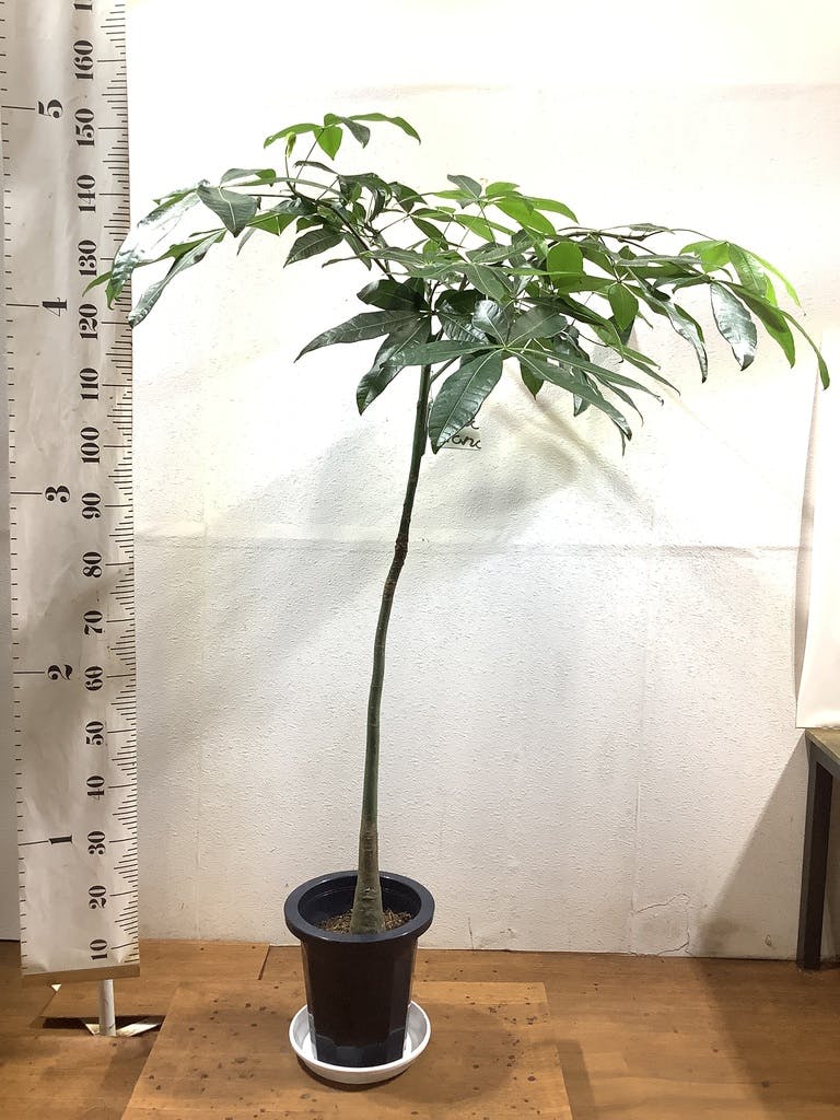 観葉植物 パキラ 8号 パラソル プラスチック鉢 | 観葉植物ならHitoHana