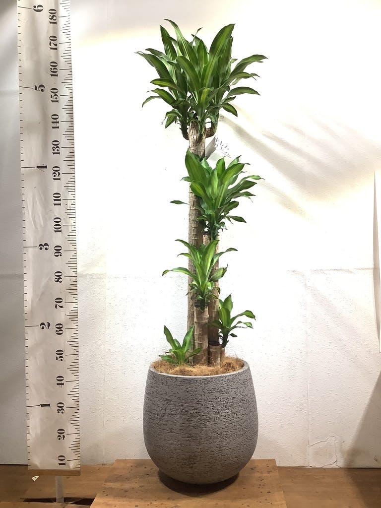 観葉植物 ドラセナ 幸福の木 10号 ノーマル セドナロング 墨
