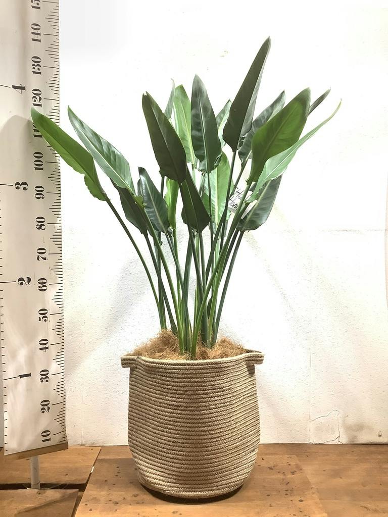 観葉植物 ストレリチア (ストレチア) レギネ 10号 リブバスケット