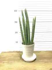 観葉植物 サンスベリア スタッキー4号 プラスチック鉢 観葉植物ならhitohana ひとはな