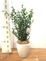 フィカス ベンジャミン バロック 観葉植物通販hitohana ひとはな フィカス ベンジャミン バロック 観葉植物通販hitohana ひとはな