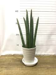 観葉植物 サンスベリア スタッキー4号 プラスチック鉢 観葉植物ならhitohana ひとはな 観葉植物 サンスベリア スタッキー4号 プラスチック鉢 観葉植物ならhitohana ひとはな