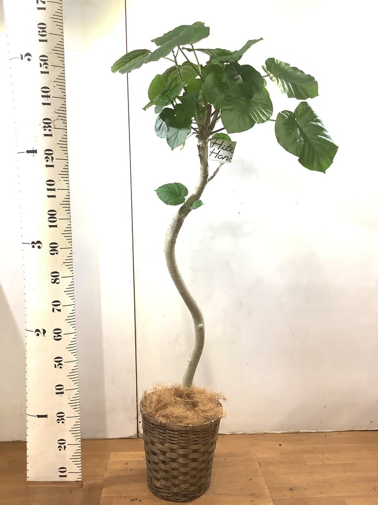 観葉植物 フィカス ウンベラータ 8号 曲り ポリゴヘクサ 白 付き