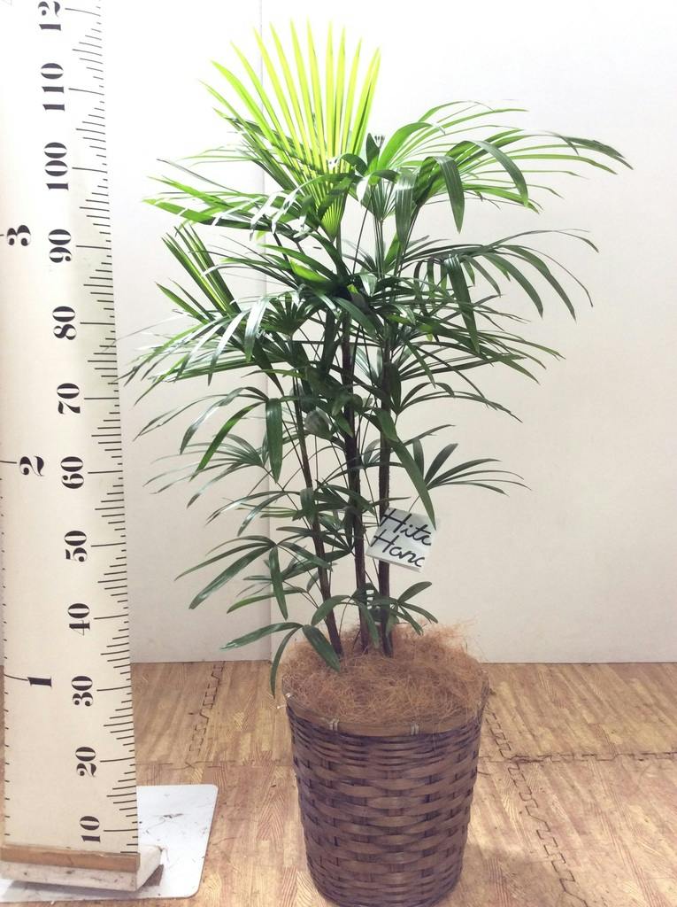観葉植物 シュロチク（棕櫚竹） 8号 プラスチック鉢 | 観葉植物なら
