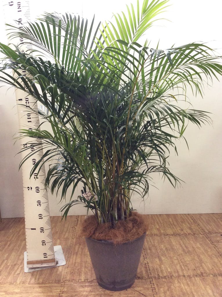 観葉植物 アレカヤシ 10号 ラスターポット 付き | 観葉植物なら