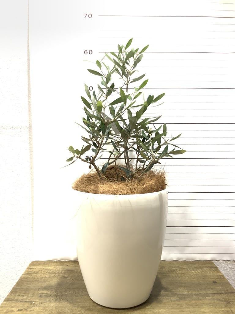観葉植物 オリーブの木 【51cm】 6号 ひなかぜ 盆栽仕立て #71502