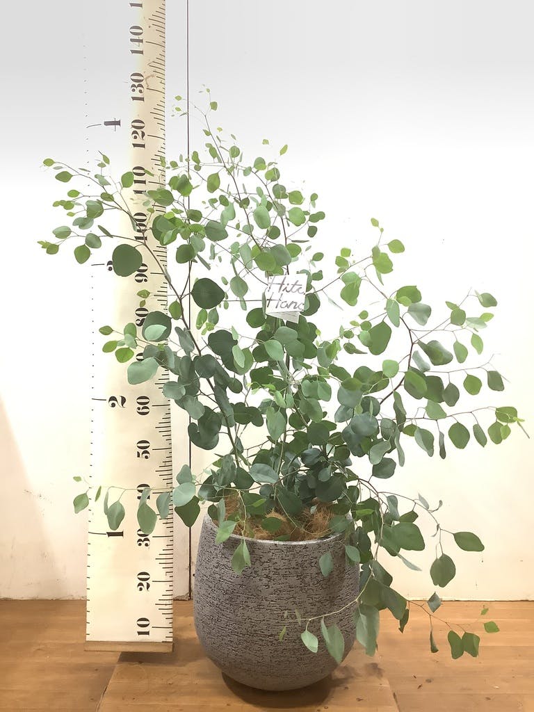 観葉植物 ユーカリ 8号 ポポラス（ポリアンセモス） プラスチック鉢