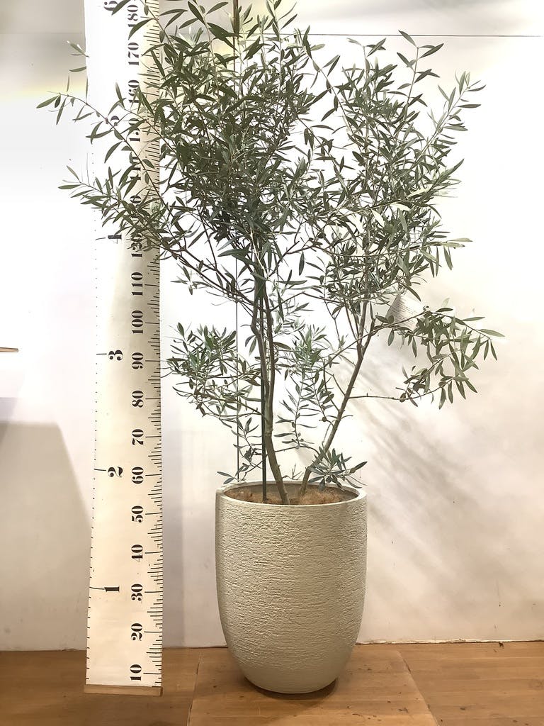 観葉植物 オリーブ 10号 チプレッシーノ プラスチック鉢 | 観葉植物