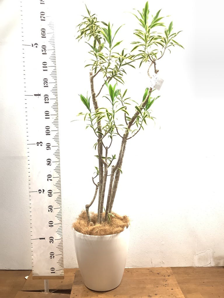 ドラセナ ソング オブ インディア | 観葉植物通販HitoHana(ひとはな)