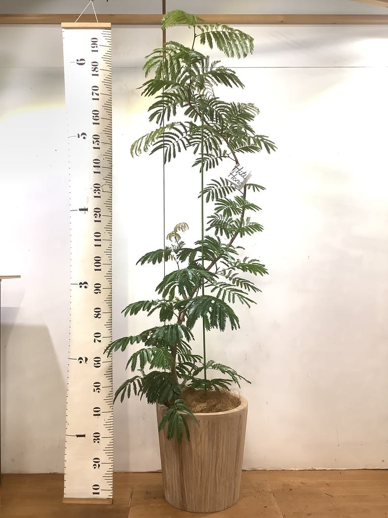観葉植物 エバーフレッシュ 10号 曲り ウッドプランター 付き | 観葉