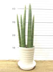 観葉植物 サンスベリア スタッキー4号 プラスチック鉢 観葉植物ならhitohana ひとはな 観葉植物 サンスベリア スタッキー4号 プラスチック鉢 観葉植物ならhitohana ひとはな