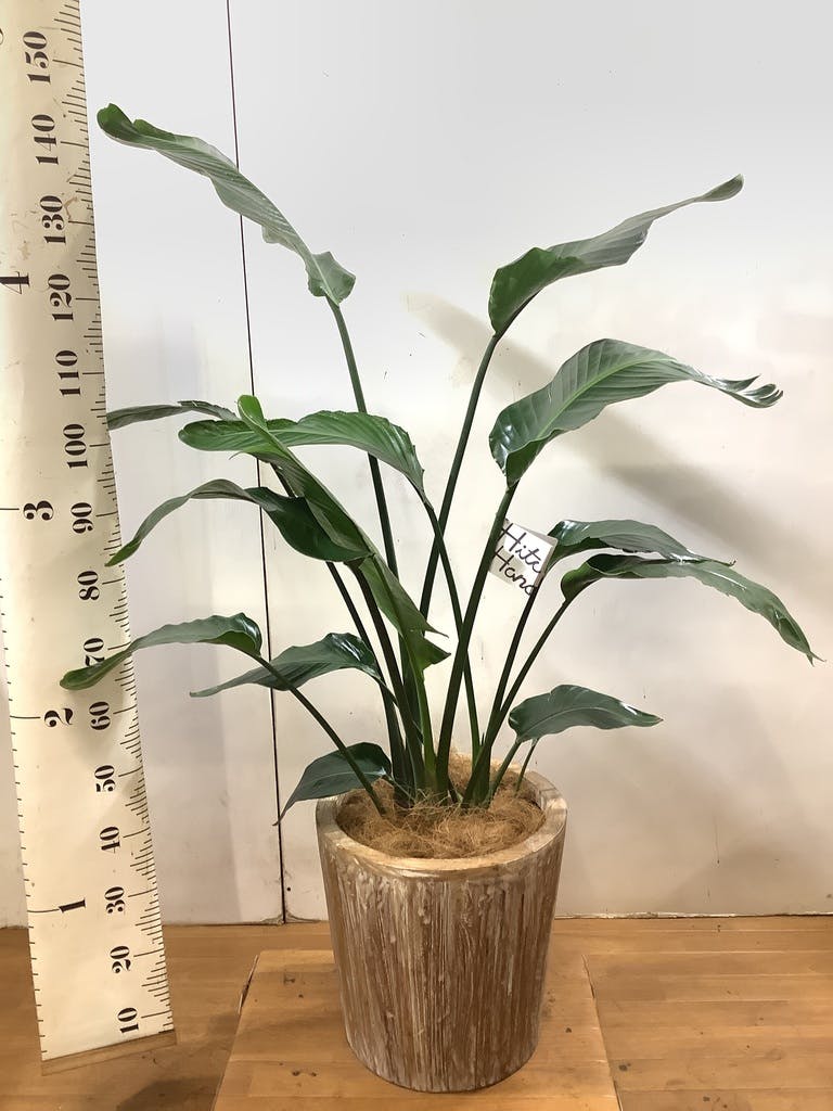 観葉植物 オーガスタ 10号 ウッドプランター | 観葉植物ならHitoHana