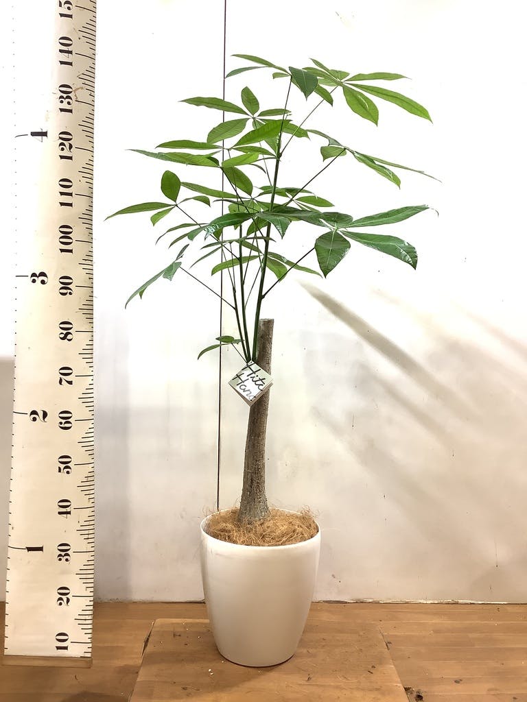 観葉植物 パキラ 8号 朴 プラスチック鉢 | 観葉植物ならHitoHana(ひとはな)
