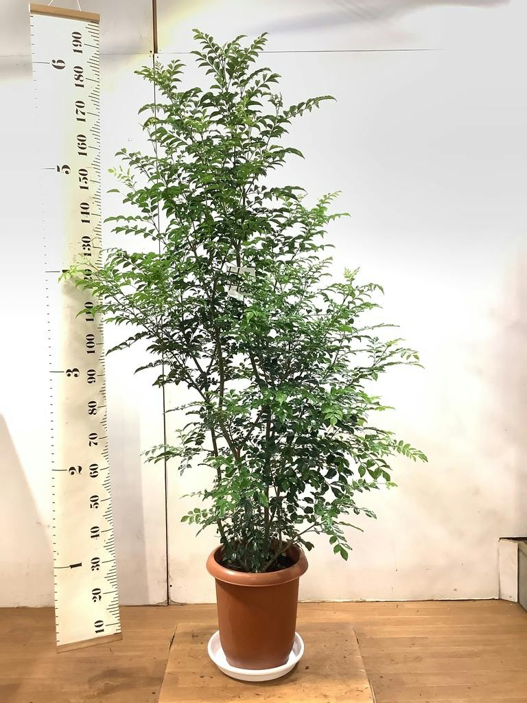 観葉植物 シマトネリコ 10号 プラスチック鉢 | 観葉植物ならHitoHana