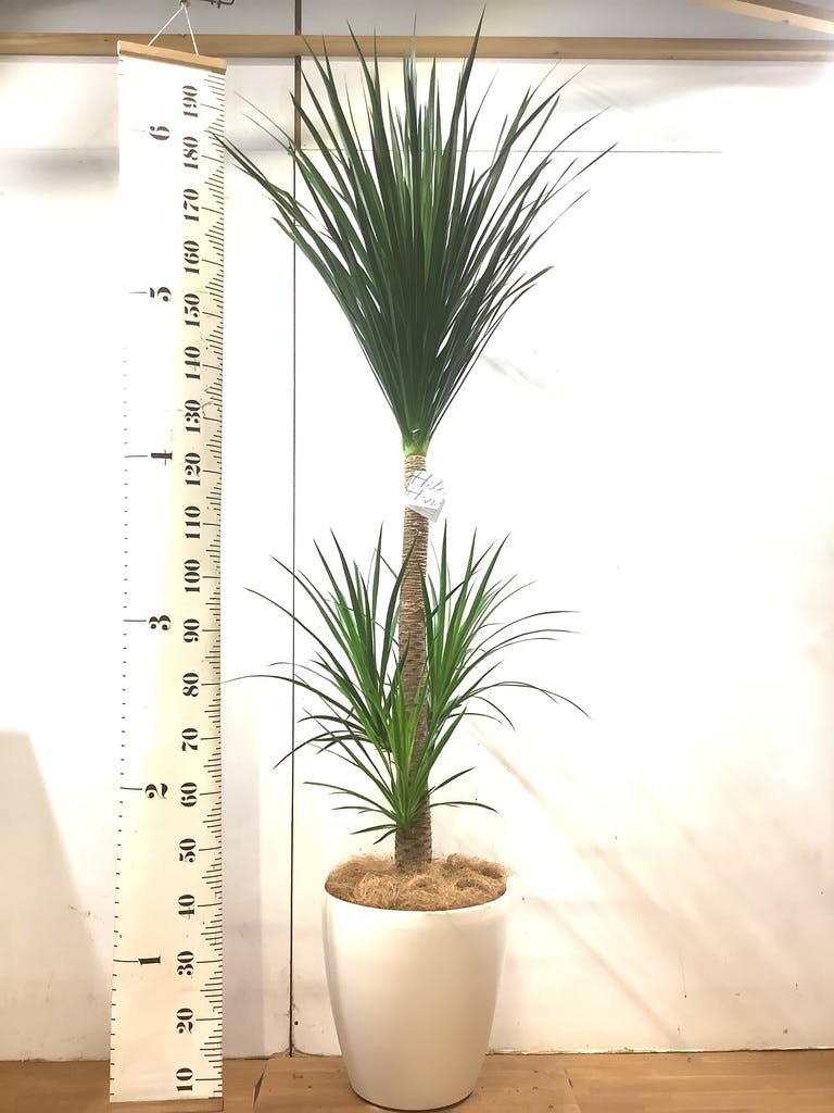 ドラセナ カンボジアーナ | 観葉植物通販HitoHana(ひとはな)