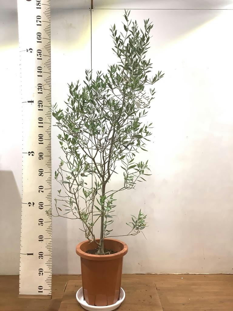 観葉植物 オリーブの木 10号 チプレッシーノ キューブ ラテルストーン