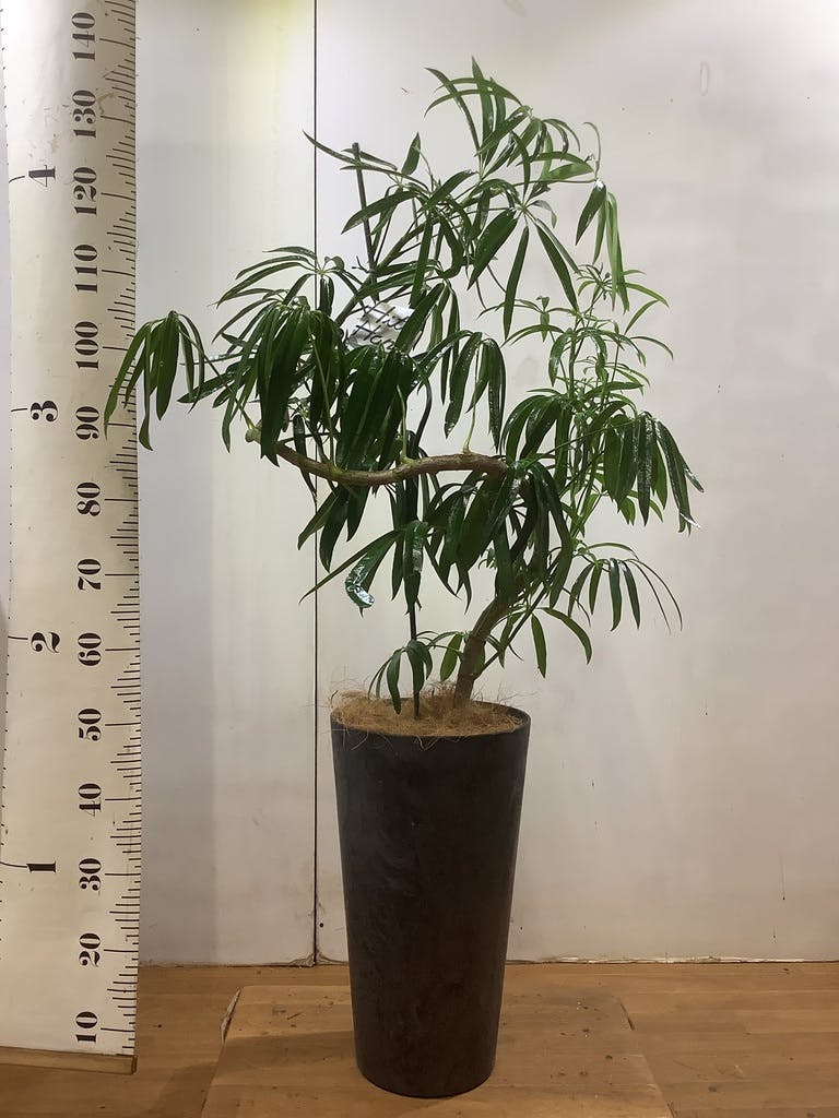 シェフレラ アンガスティフォリア 1点もの（現品・現物） | 観葉植物