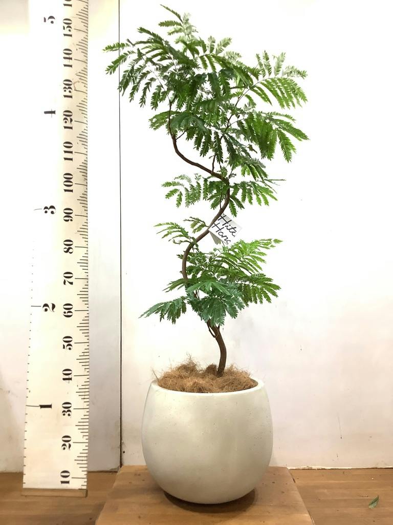 観葉植物 エバーフレッシュ 8号 曲り テラニアス ローバルーン