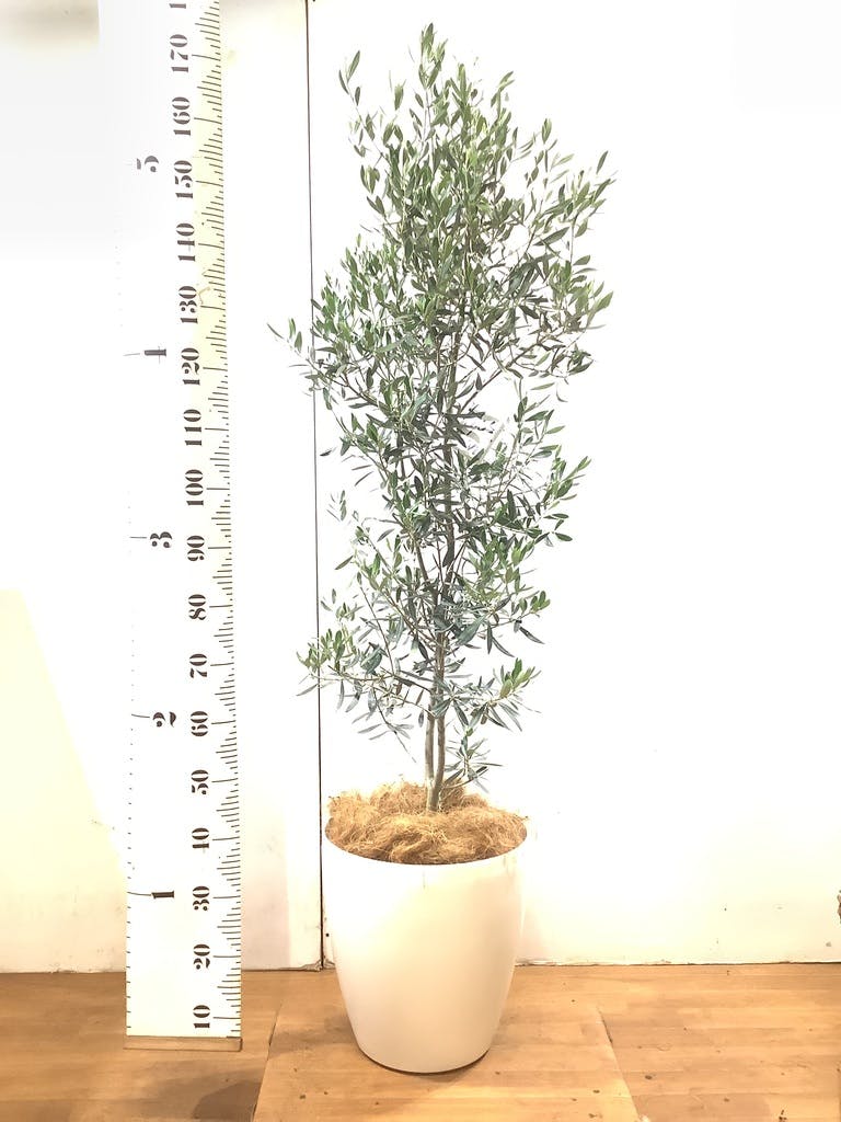 観葉植物 オリーブ 10号 チプレッシーノ プラスチック鉢 | 観葉植物