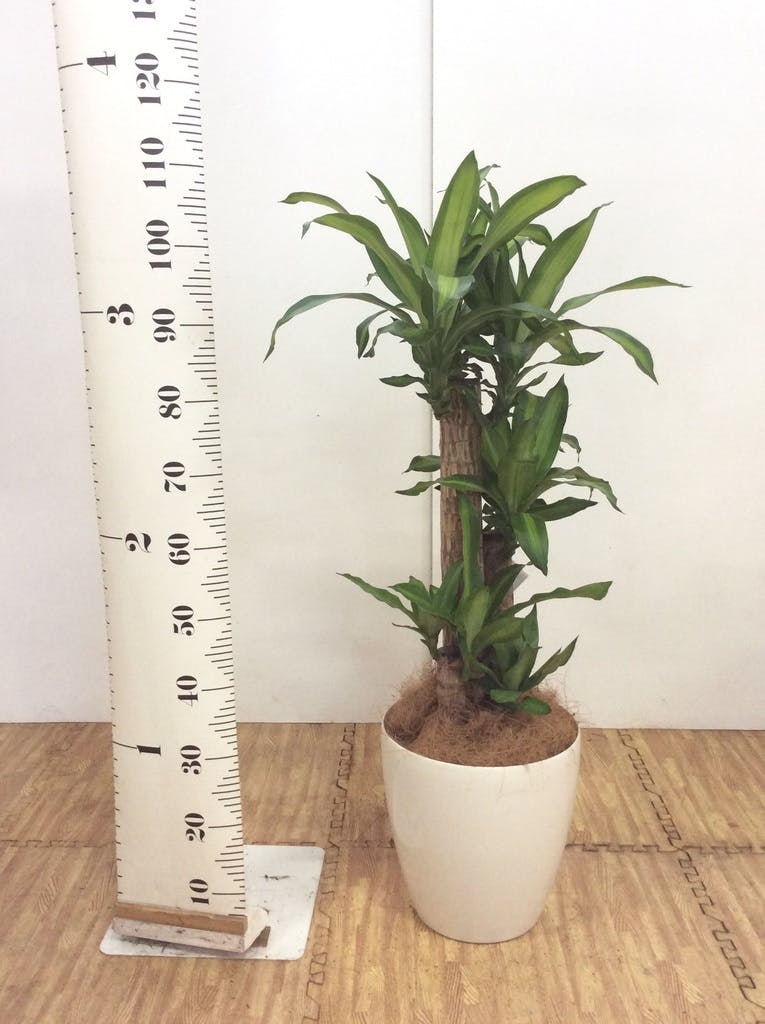 観葉植物 ドラセナ 幸福の木 8号 ノーマル ラスターポット 付き | 観葉