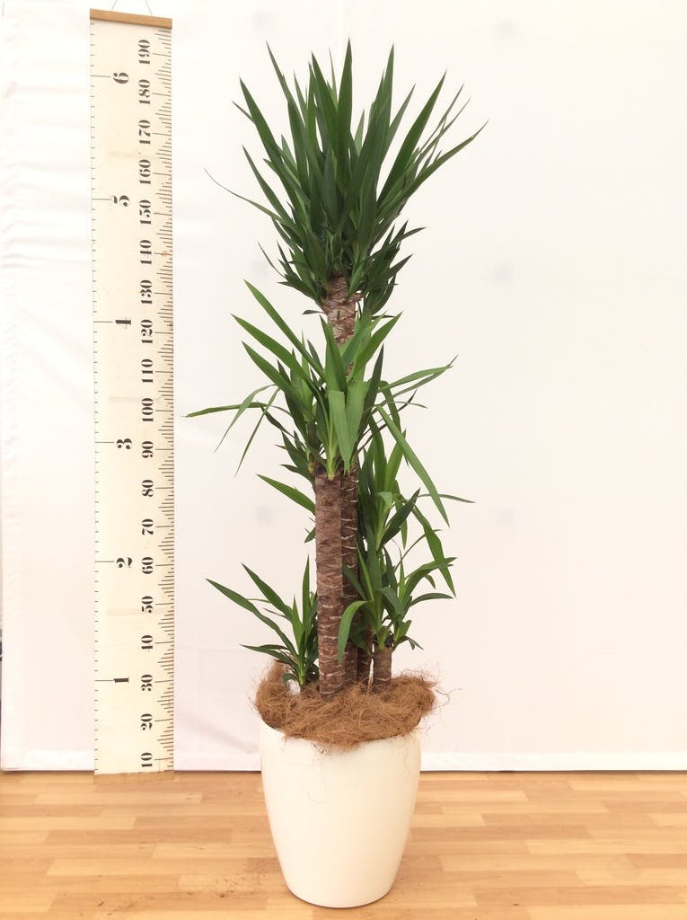 観葉植物 ユッカ 10号 ノーマル ブリティッシュキューブ 付き | 観葉