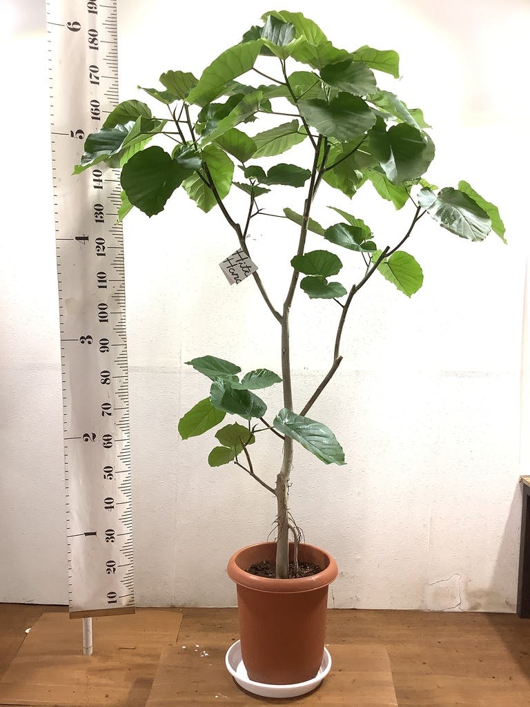 観葉植物 フィカス ウンベラータ 10号 ノーマル プラスチック鉢 | 観葉