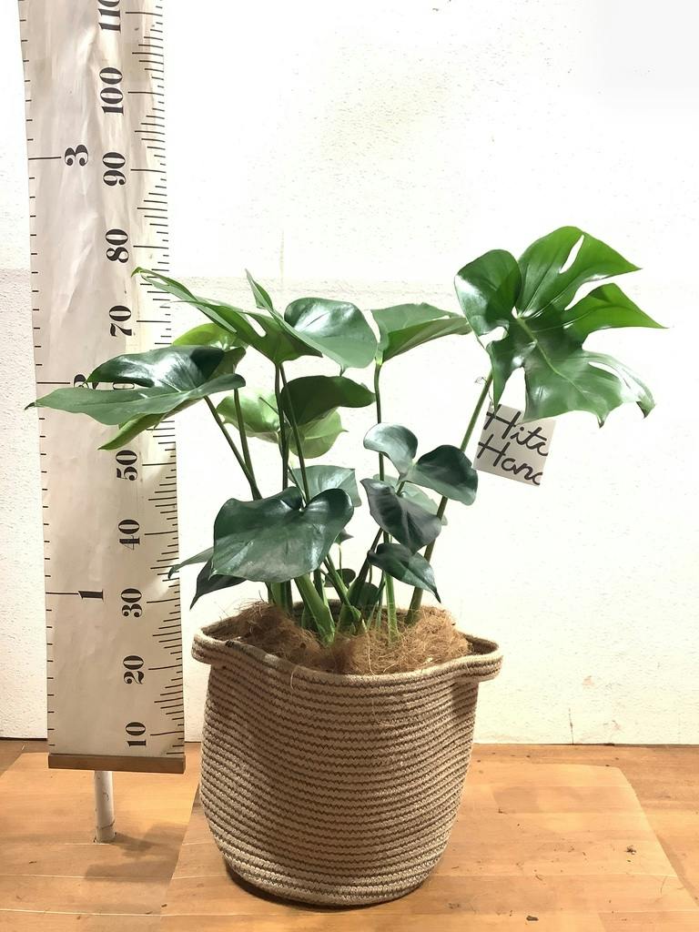 モンステラ 8号 | 観葉植物 | インテリアやギフトに - Hitohana（ひと