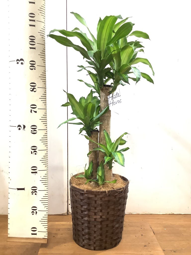 観葉植物 ドラセナ 幸福の木 8号 ノーマル 竹バスケット 付き | 観葉