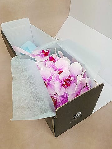 ミディ胡蝶蘭 ミックス 8本立ち | 胡蝶蘭ならHitoHana(ひとはな)