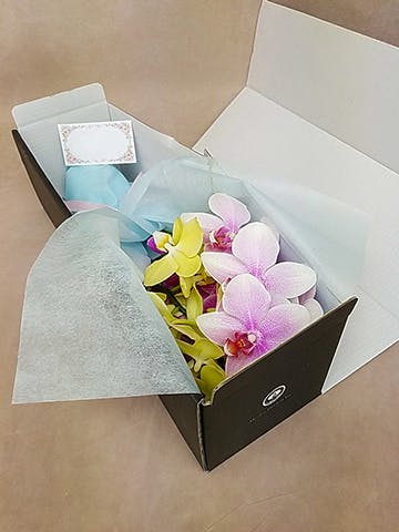 産地直送 ミディ胡蝶蘭 切り花 ミックス 5本入り ギフトボックス／埼玉