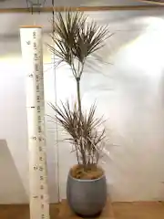 ドラセナ コンシンネ レインボー ストレート 観葉植物通販hitohana ひとはな