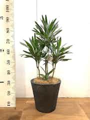 観葉植物 コルディリネ コルジリネ サンゴ 7号 フォリオソリッド ブラックウォッシュ 付き 観葉植物ならhitohana ひとはな 観葉植物 コルディリネ コルジリネ サンゴ 7号 フォリオソリッド ブラックウォッシュ 付き 観葉植物ならhitohana ひとはな