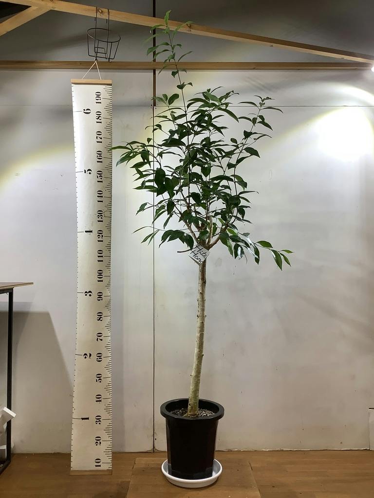 観葉植物 アマゾンオリーブ (ムラサキフトモモ) 10号 プラスチック鉢
