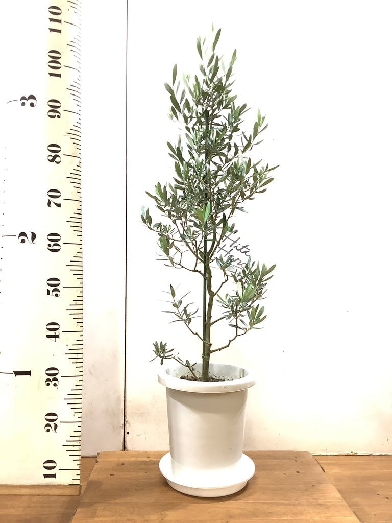 良品。オリーブ シプレッシーノ1.7M(鉢底から)品番G