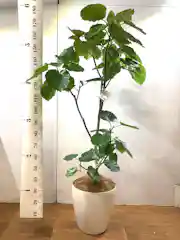 観葉植物 フィカス ウンベラータ 10号 ノーマル ラスターポット 付き 
