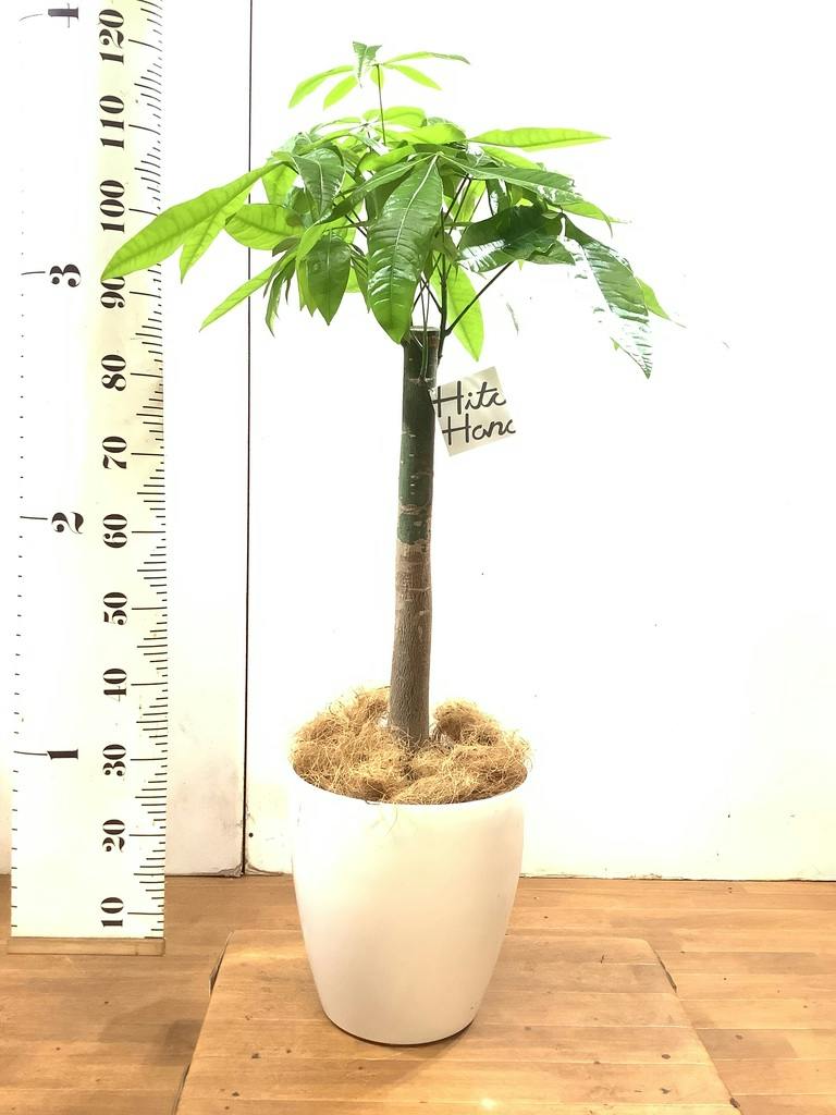 観葉植物 パキラ 8号 朴 プラスチック鉢 | 観葉植物ならHitoHana(ひとはな)