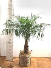 フェニックスロベレニー 観葉植物通販hitohana ひとはな フェニックスロベレニー 観葉植物通販hitohana ひとはな