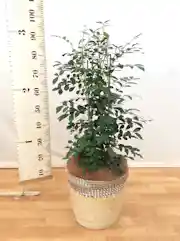 シルクジャスミン げっきつ 観葉植物通販hitohana ひとはな