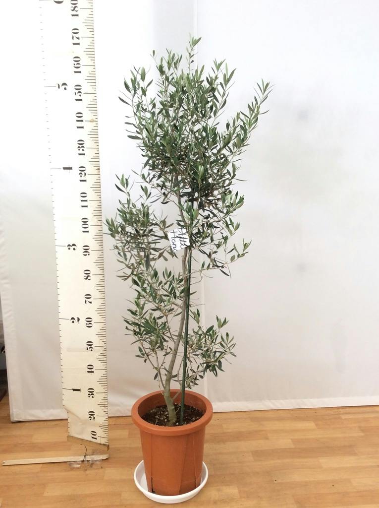 観葉植物 オリーブ 10号 チプレッシーノ プラスチック鉢 | 観葉植物