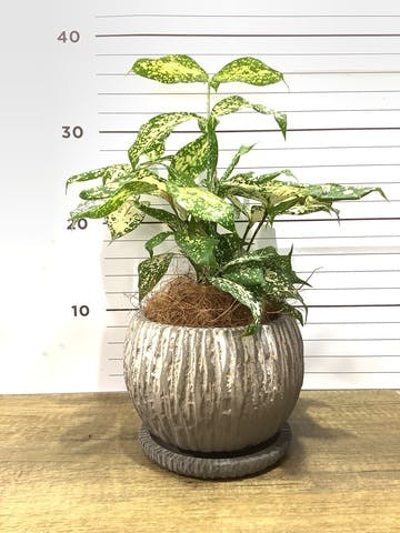 観葉植物 ドラセナ ゴッドセフィアーナ 4号 ストーン ウェア セラミック 付き