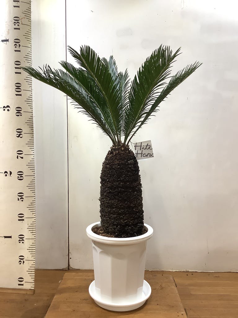 ソテツ 10号 | 観葉植物 | インテリアやギフトに - Hitohana（ひとはな）