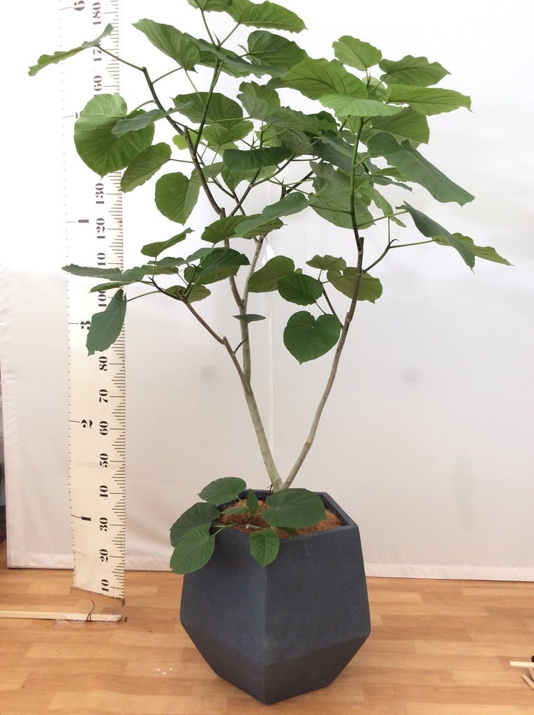 観葉植物 フィカス ウンベラータ 10号 ノーマル ファイバークレイGray