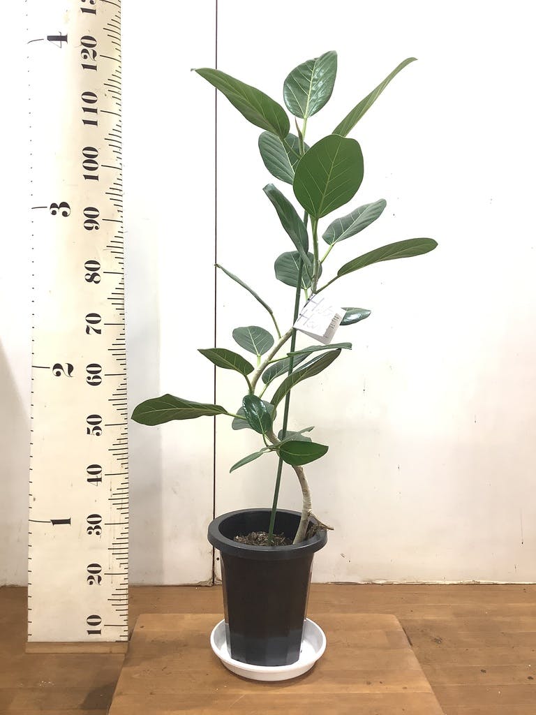 観葉植物 フィカス ベンガレンシス 8号 曲り プラスチック鉢 | 観葉