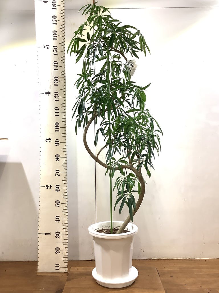 観葉植物 シェフレラ アンガスティフォリア 10号 曲り リブバスケット