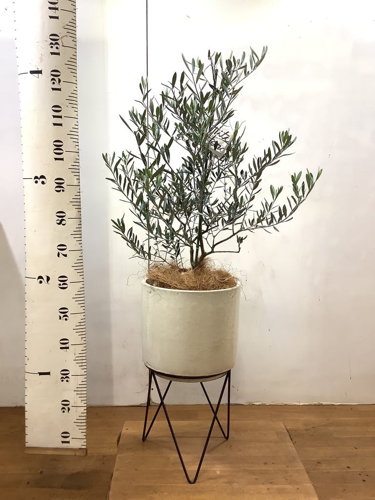 観葉植物 オリーブの木 8号 コラティーナ (コラチナ) ブリティッシュ
