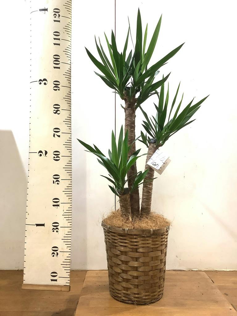 ユッカ　鉢植え 観葉植物 観葉植物 ユッカ 8号 ノーマル プラスチック鉢 | 観葉植物ならHitoHana