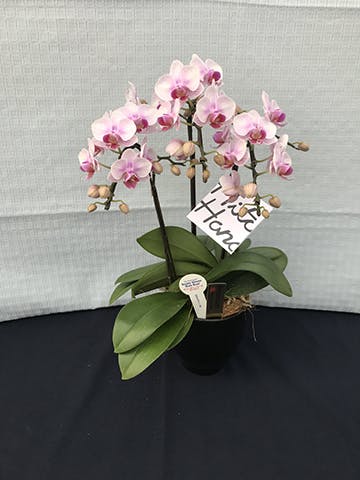 日本正規品仕様 毎日入荷 切り花 こちょうらん いつも新鮮 お取り寄せ ハンドメイド 日用品 インテリア Roe Solca Ec 日本正規品仕様 毎日入荷 切り花 こちょうらん いつも新鮮 お取り寄せ ハンドメイド 日用品 インテリア Roe Solca Ec