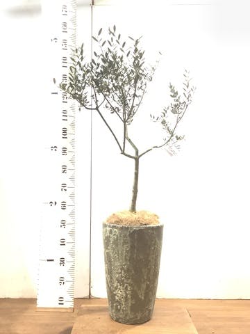 観葉植物 オリーブの木 8号 マンザニロ アトランティス クルーシブル 付き