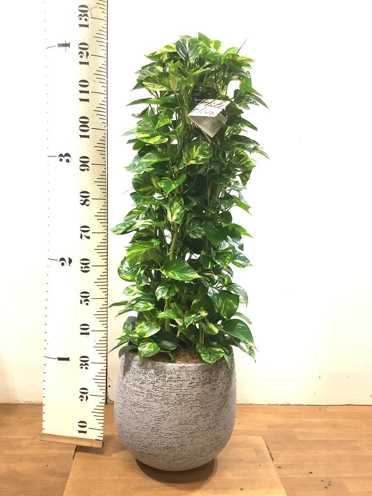 観葉植物 ポトス 8号 ファイバークレイ Gray 付き | 観葉植物なら